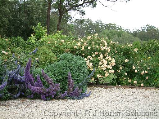 Border Echium rose 